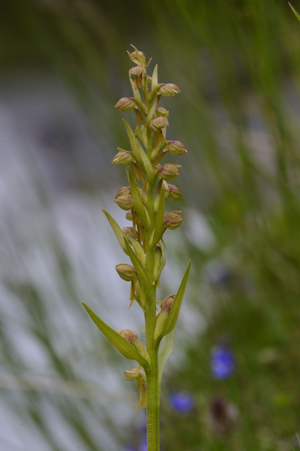 Coeloglossum viride